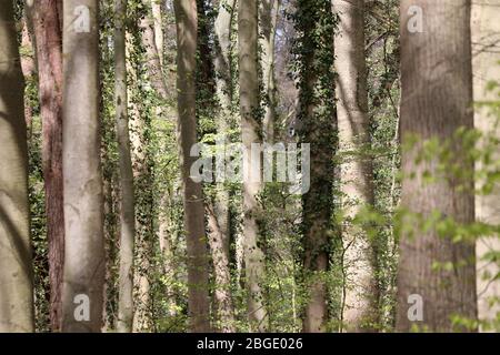 Rostock, Germany. 17th Apr, 2020. Trees stand in the Swiss forest, a forest of the city forest office. Credit: Bernd Wüstneck/dpa-Zentralbild/dpa/Alamy Live News Stock Photo