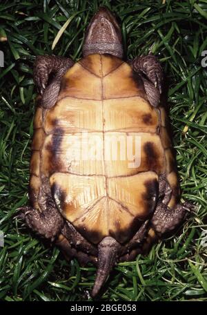 Ventral view (plastron) of Keeled box turtle, Cuora (Pyxidea) mouhotii Stock Photo