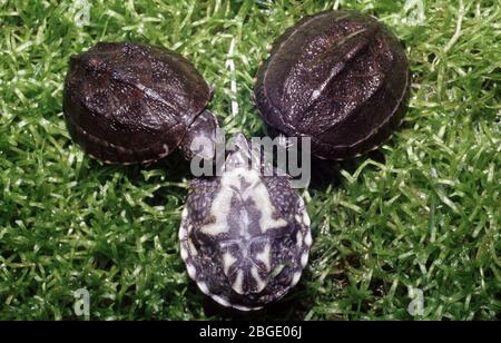 Baby Stinkpot or Musk turtle, Sternotherus odoratus Stock Photo