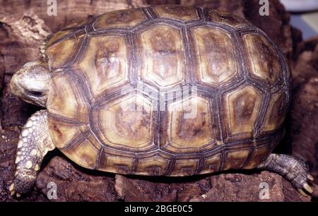 Bell’s Hingeback Tortoise, Kinixys belliana Stock Photo