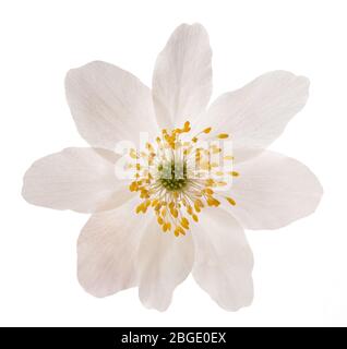 Wood Anemone (Anemone nemorosa)isolated on white background Stock Photo
