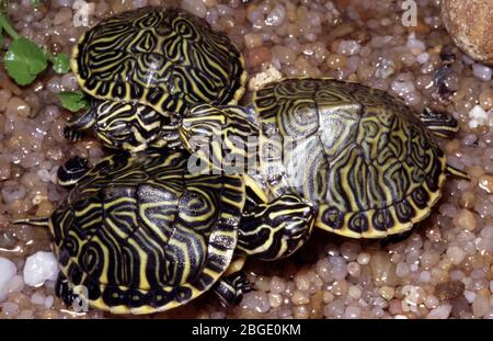 Baby Peninsula Cooter, Trachemys Peninsularis Stock Photo - Alamy