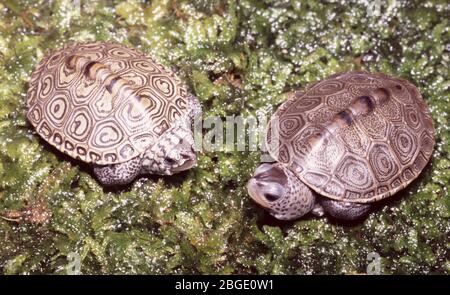 Diamondback terrapin (Malaclemys terrapin) Stock Photo