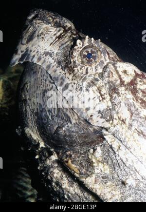 Alligator Snapping Turtle (macroclemys Temmincki) - Louisiana - Usa 