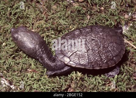 Baby Common Snake-necked Turtle, Chelodina longicollis Stock Photo