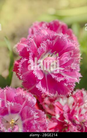 Mascotte tulip on the flowerbed. Fringed  tulip Mascotte. Terry fringed tulip Mascotte in garden Stock Photo