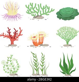 Vector set of underwater plants. Funny illustrations in cartoon style isolate on white Stock Vector