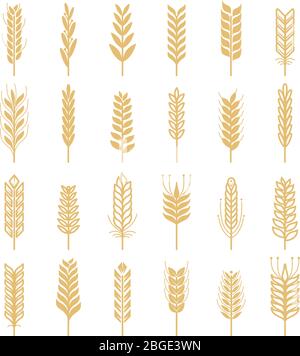 Agricultural vector icons set. Nature pictures of wheat Stock Vector