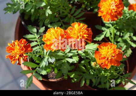 blooming Tagetes in spring 2020 Stock Photo
