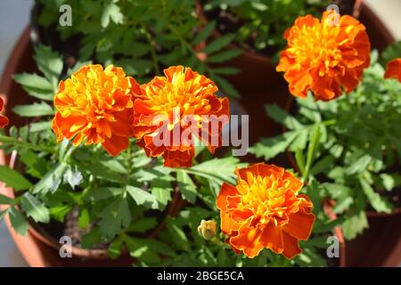 blooming Tagetes in spring 2020 Stock Photo