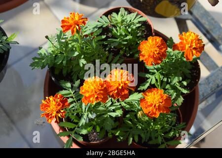 blooming Tagetes in spring 2020 Stock Photo
