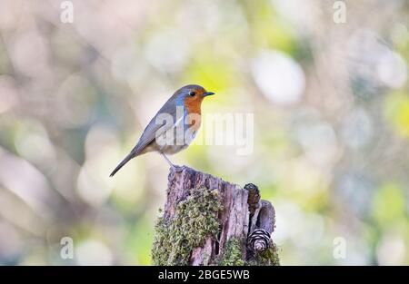 European robin (Erithacus rubecula) photographed on a tree stump in early spring