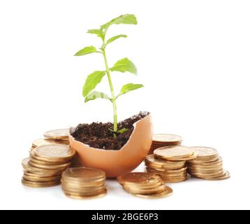 Coins and plant in eggshell isolated on white Stock Photo