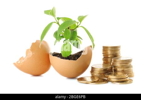 Coins and plant in eggshell isolated on white Stock Photo