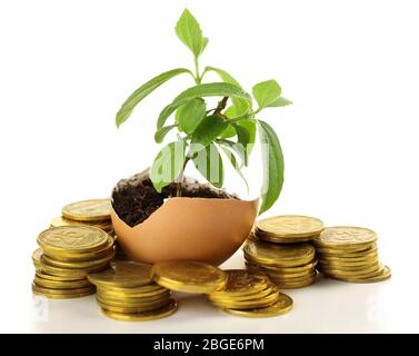 Coins and plant in eggshell isolated on white Stock Photo