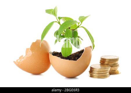 Coins and plant in eggshell isolated on white Stock Photo