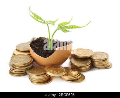 Coins and plant in eggshell isolated on white Stock Photo