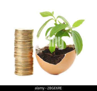 Coins and plant in eggshell isolated on white Stock Photo