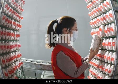 April 21, 2020, Lianyungang, LianYunGang, China: CHINA-On April 21, 2020, employees of a biotechnology co., ltd. in yishan town, guanyun county, lianyungang city, jiangsu province, put edible fungus bags on shelves. Since the resumption of work, the company has formed a daily production of 150 tons of oyster mushroom, 100 tons of oyster mushroom, 20 tons of hydrangea mushroom, 20 tons of deer antler mushroom scale, the products are exported to Japan, South Korea, Russia and other countries. Since this year, in the face of the outbreak, guanyun county in jiangsu province lianyungang city people Stock Photo