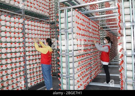 April 21, 2020, Lianyungang, LianYunGang, China: CHINA-On April 21, 2020, employees of a biotechnology co., ltd. in yishan town, guanyun county, lianyungang city, jiangsu province, put edible fungus bags on shelves. Since the resumption of work, the company has formed a daily production of 150 tons of oyster mushroom, 100 tons of oyster mushroom, 20 tons of hydrangea mushroom, 20 tons of deer antler mushroom scale, the products are exported to Japan, South Korea, Russia and other countries. Since this year, in the face of the outbreak, guanyun county in jiangsu province lianyungang city people Stock Photo