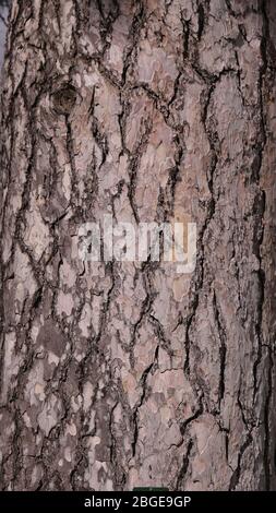 Pinus Sylvestris Bark Stock Photo