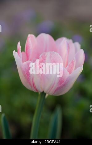 Double pink peony tulip in garden. Beautiful double pink tulip Drumline.  Pink peony flowered double tulip. Stock Photo