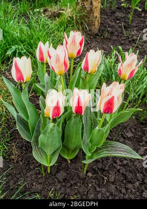Tulips on the flowerbed.  White tulips with pink stripes Stock Photo