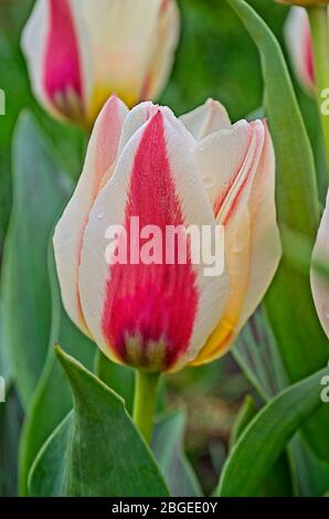 Red and white striped tulips on the flowerbed Stock Photo