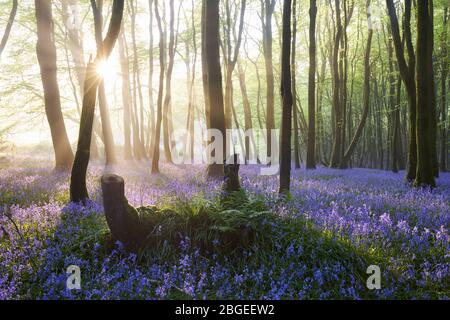 Sunlight streaming through a misty Bluebell woodland Stock Photo