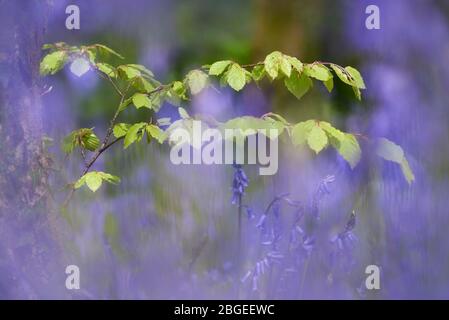 Close-up view of new beech tree leaves amongst bluebells Stock Photo