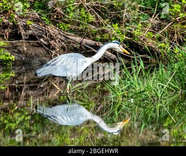 Grey Heron (ardea cinerea) stalking prey on the river Almond, West Lothian, Scotland. Stock Photo