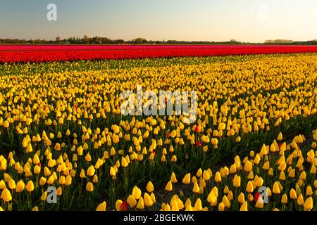 Tulip field in especially yellow and red colors, photographed in the early morning, Limmen, Netherlands Stock Photo