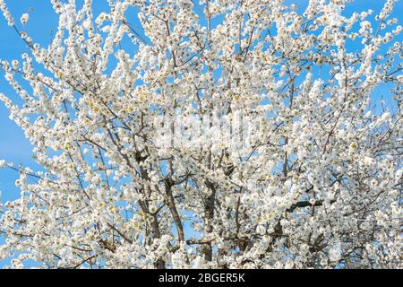 Detailed image of flowering cherry tree (Prunus avium) with white flowers. Suitable as background or wallpaper. Stock Photo
