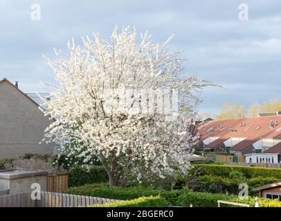Cherry tree with white flowers in full bloom Stock Photo