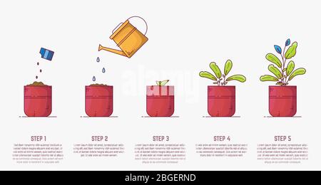 Growing plant stages. Seeds, watering can, sprout and grown plant. House plant in flowerpot. Line style flat illustration of house plant with leaves i Stock Vector