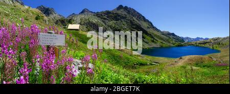 The Lac Superieur de Vens (Upper Lake of Vens in National Park of Mercantour (france), with flowers, trekking signboard and refuge Stock Photo