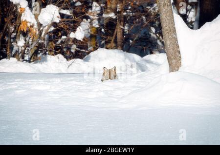 Young italian wolf (canis lupus italicus) in maritime alps natural park (Piedmont, Italy), hiding in the snow Stock Photo