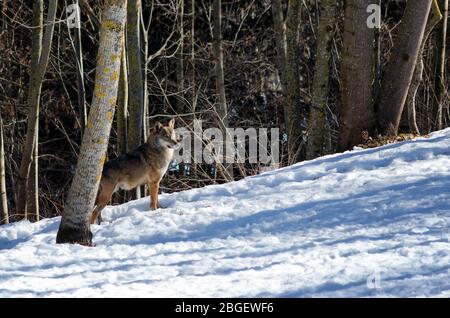 Male italian wolf (canis lupus italicus) in wildlife centre 'Uomini e lupi' of Entracque, Maritime Alps Park (Piedmont, Italy) Stock Photo