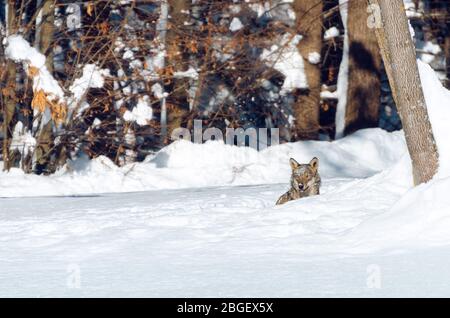 Young italian wolf (canis lupus italicus) in maritime alps natural park (Piedmont, Italy), hiding in the snow Stock Photo