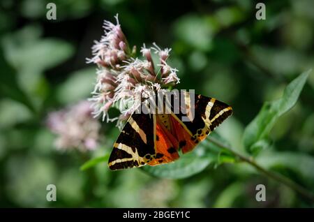 jersey tiger moth on a flower (Euplagia quadripunctaria, Arctiidae family) Stock Photo