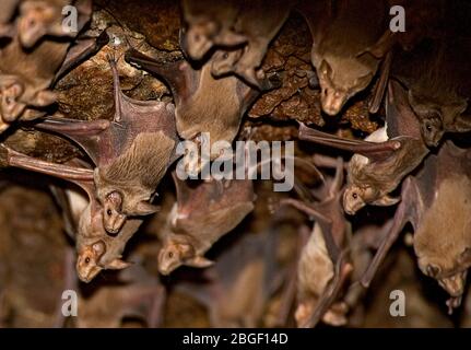 Greater Mouse-tailed Bat (Rhinopoma microphyllum) is a species of bat in the Rhinopomatidae family. It's distribution range extends from northern Afri Stock Photo