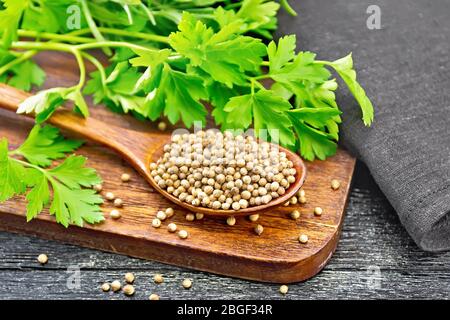 Coriander seeds in a spoon, green fresh cilantro and a napkin on black wooden board background Stock Photo