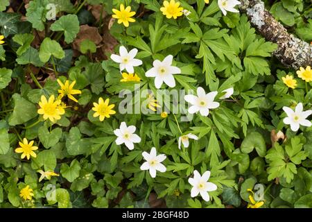 Wood Anemone on woodland floor in early spring, East Garston, West Berkshire, England, United Kingdom, Europe Stock Photo