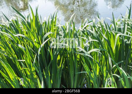 Closeup of Phragmites Australis reed beds Stock Photo