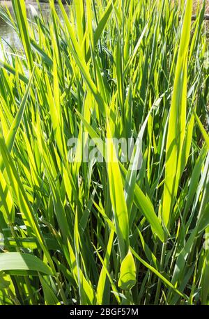 Closeup of Phragmites Australis reed beds Stock Photo