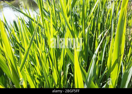 Closeup of Phragmites Australis reed beds Stock Photo