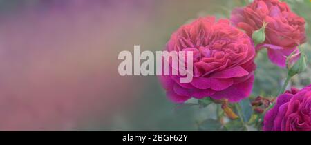 Retro stylized  red rose. Valentines and wedding border with red roses. Copy space for text. Stock Photo