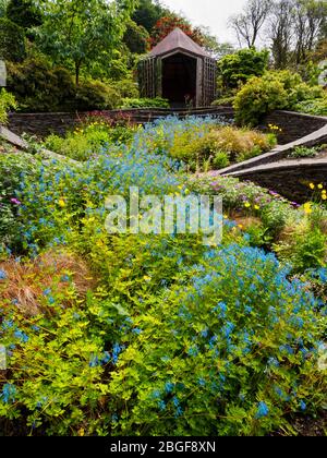 Corydalis 'Tory MP' creates a river of blue running up the Ovals Garden at The Garden House Stock Photo