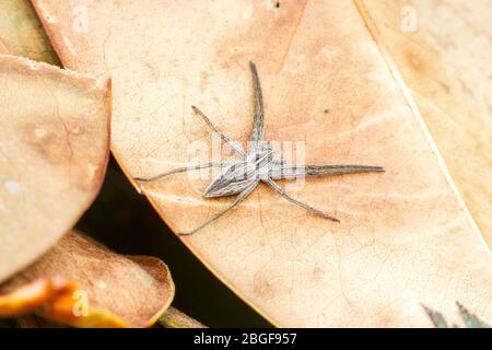 Nursery web spider (Pisaura mirabilis) on a pile of leaves in an English garden, UK Stock Photo