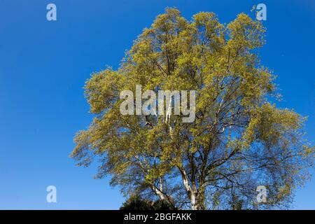 Silver Birch Tree in the Springtime Stock Photo